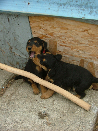 Banjo&Pablo